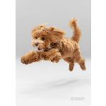 Sešit A4 56 listů Friends čtverečkovaný