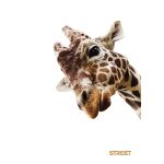 Sešit A5 54 listů Safari linkovaný