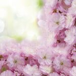 Ubrousky MAKI L (20ks) Blossoming Cherry Frame