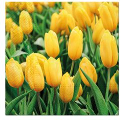 Ubrousky PAW Dekor L (20ks) Tulips Field