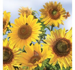 Ubrousky DAISY L (20ks) Sunflowers in the Sky