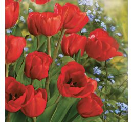 Ubrousky DAISY L (20ks) Bunch of Red Tulips