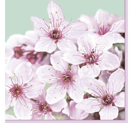 Ubrousky DAISY L (20ks) Cherry Blossom