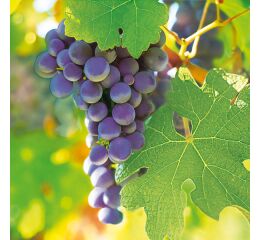 Ubrousky MAKI L (20ks) Dark Grapes in Vineyard