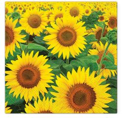 Ubrousky PAW TETE L (20ks) Sunflowers Field