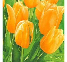 Ubrousky MAKI L (20ks) Fresh Sunny Tulips