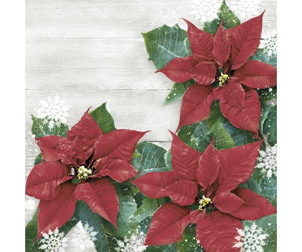 Ubrousky DAISY L (20ks) Red Poinsettias Frame