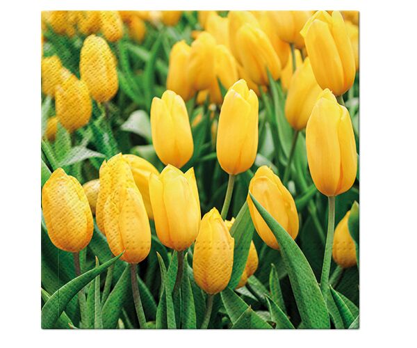 Ubrousky PAW Dekor L (20ks) Tulips Field