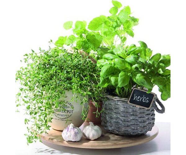 Ubrousky PAW Dekor L (20ks) Flavor of Herbs