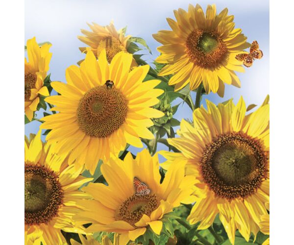 Ubrousky DAISY L (20ks) Sunflowers in the Sky