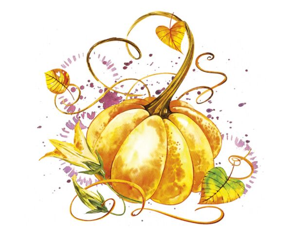 Ubrousky DAISY L (20ks) Mature Pumpkins