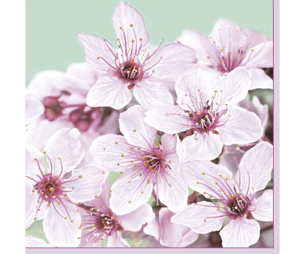 Ubrousky DAISY L (20ks) Cherry Blossom