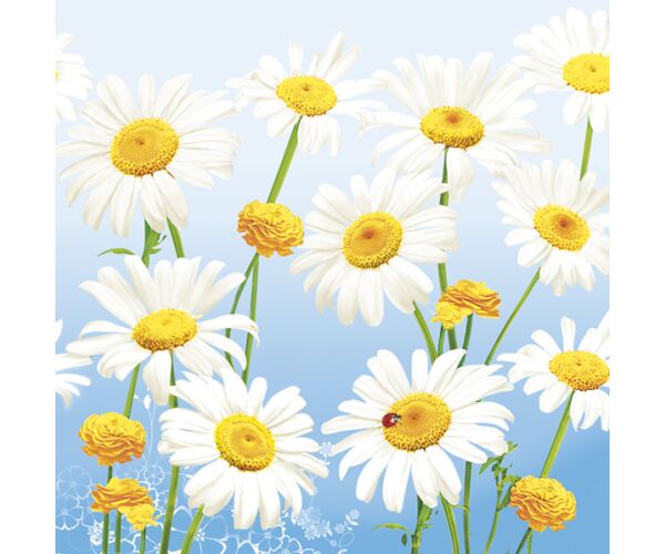 Ubrousky DAISY L (20ks) Lovely Marguerites on Blue