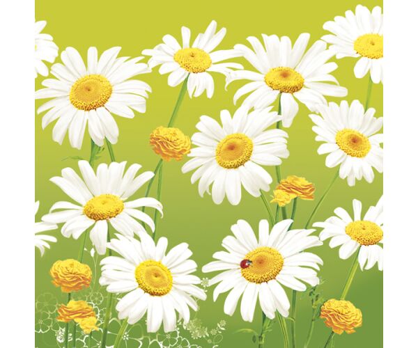 Ubrousky DAISY L (20ks) Lovely Marguerites on Green