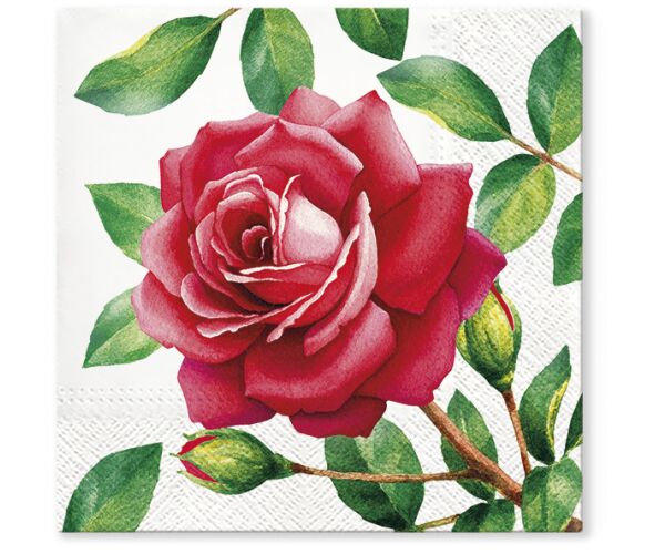 Ubrousky PAW TETE L (20ks) Special Rose