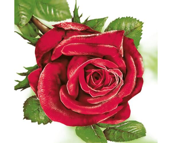 Ubrousky MAKI L (20ks) Big Red Rose